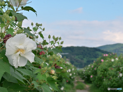 酔芙蓉に囲まれて