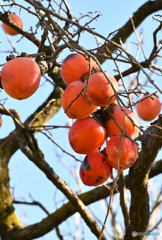 葡萄のような柿