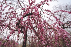 いなべ市梅林公園