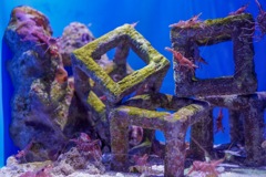 美ら海水族館2