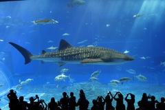 美ら海水族館 ジンベイザメ