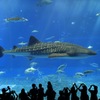 美ら海水族館 ジンベイザメ