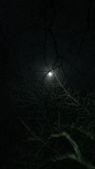 木と月