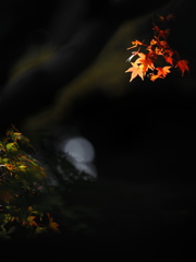 今年の紅葉はイマイチだったけど。。。