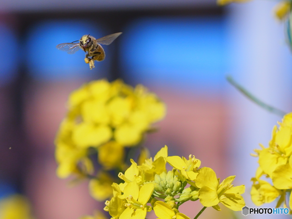 Flying Bee