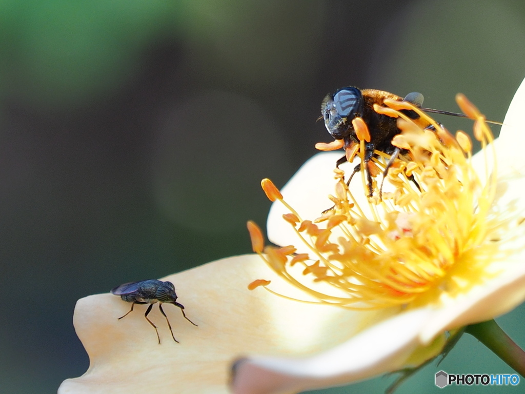 ハチ vs ハエ