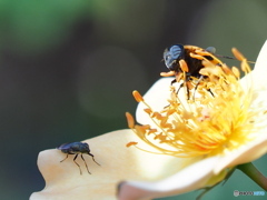 ハチ vs ハエ