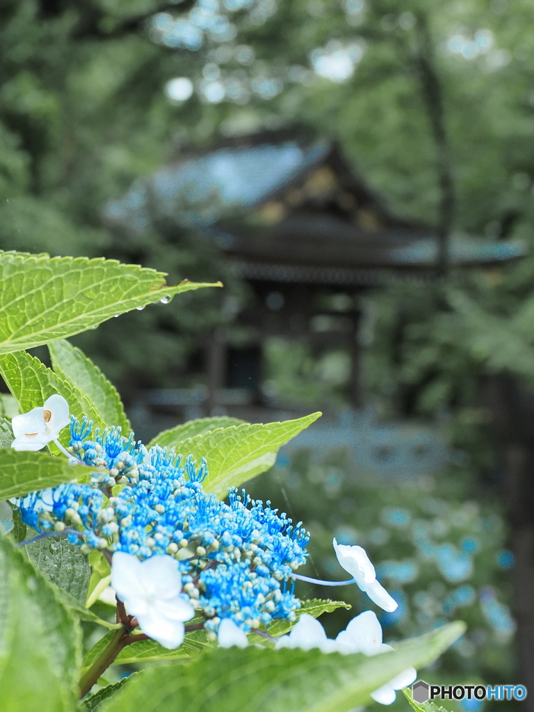 あじさい寺