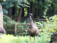フリーズ中のエミュー