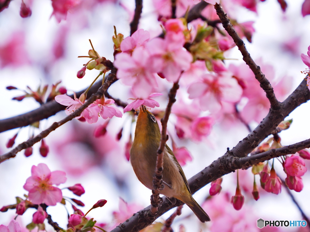 河津桜とメジロ