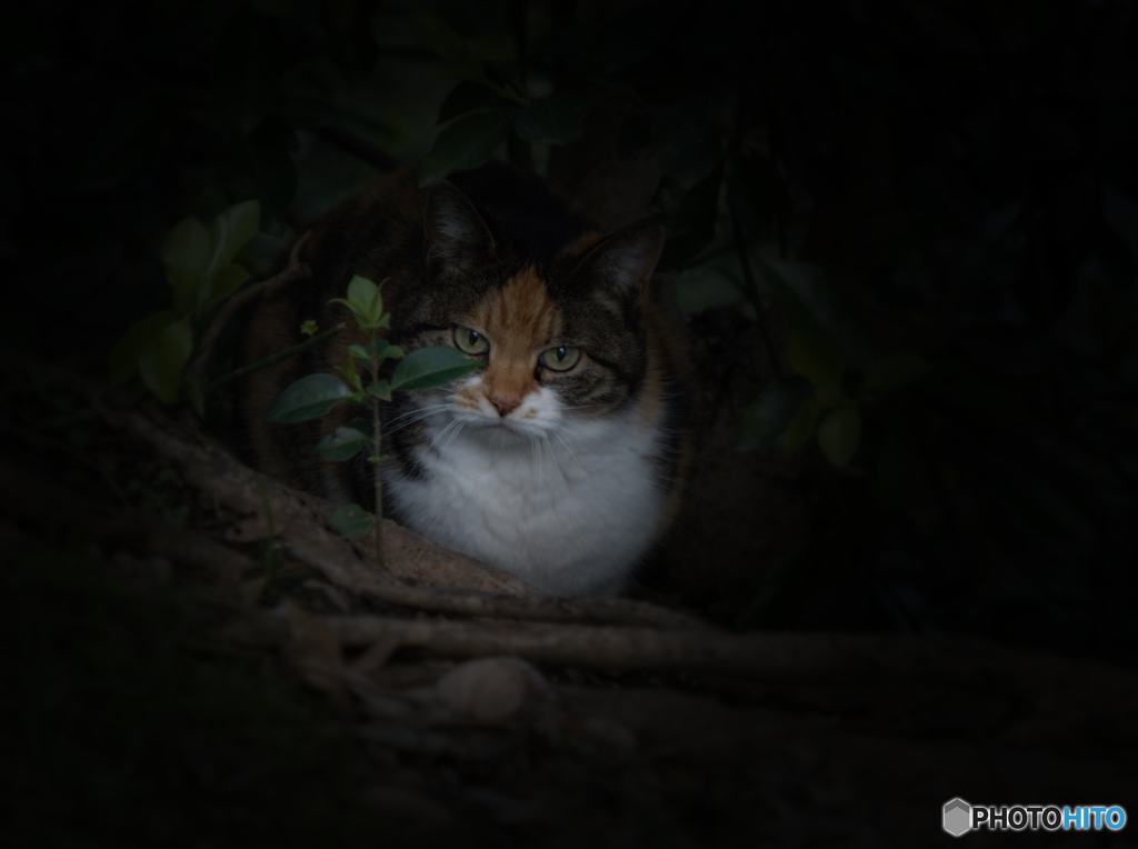 猛獣に睨まれる。。。