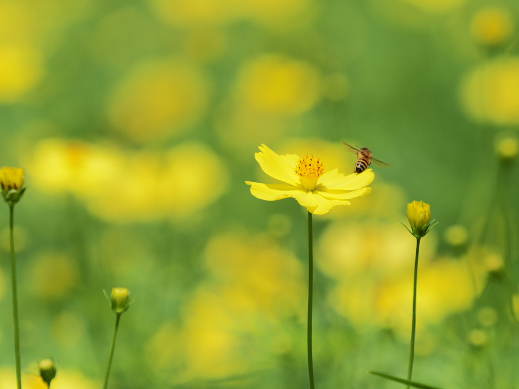 花びらの上で休憩中？