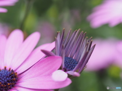 花びらは順番に開くのか？