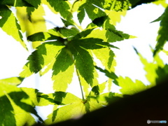 盛夏のモミジ