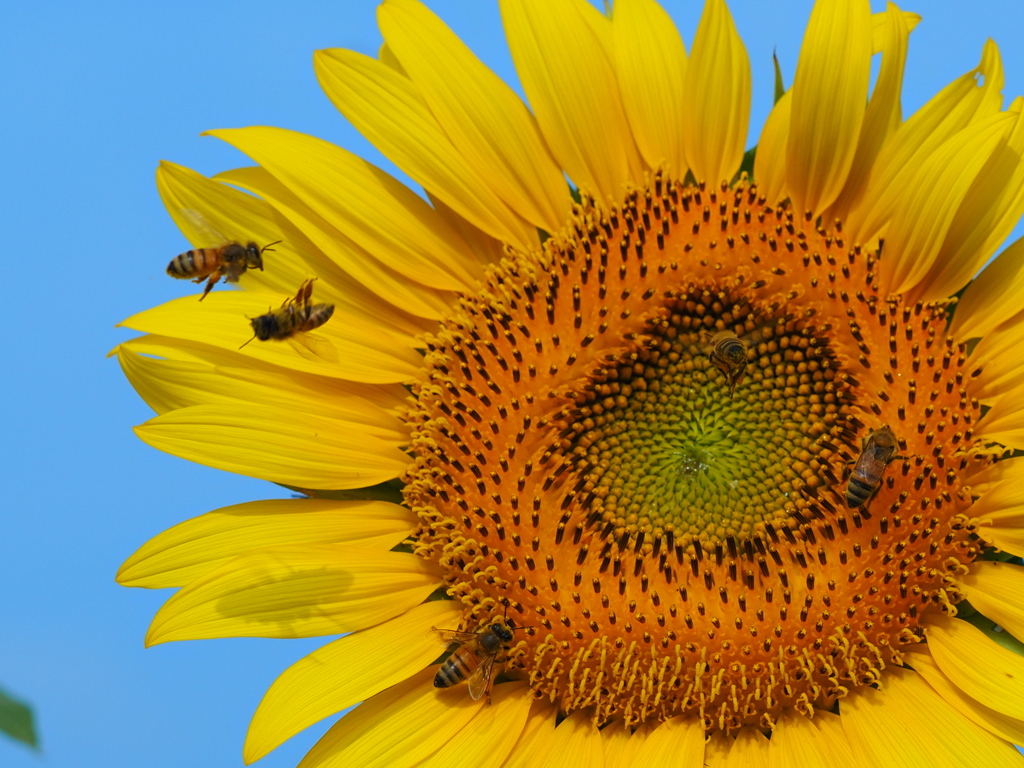 アクロバット飛行 2