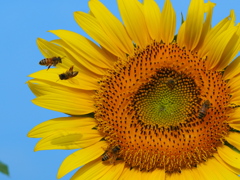 アクロバット飛行 2