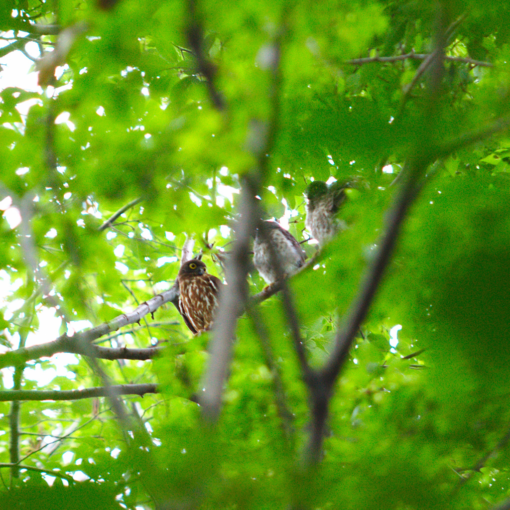 アオバズクの家族