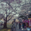 弥彦公園