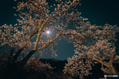 スーパームーンと桜