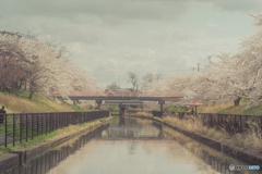 桜遊歩道公園