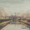 桜遊歩道公園