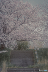 桜遊歩道公園