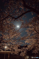 スーパームーンと桜
