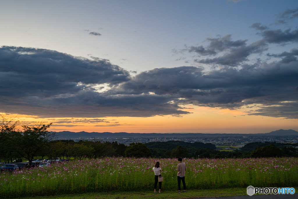 夕日と秋桜