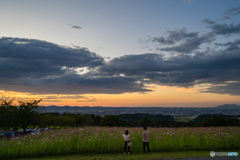 夕日と秋桜