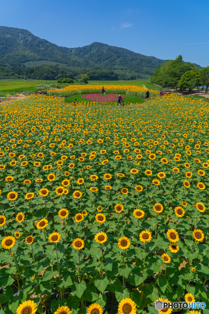 新潟のひまわり