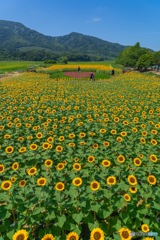新潟のひまわり