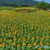 新潟のひまわり