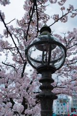街灯と桜