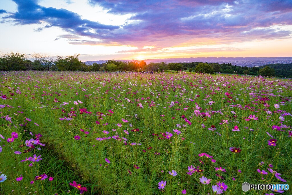 夕日と秋桜