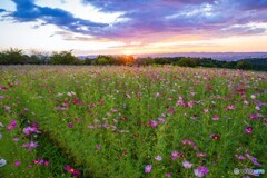 夕日と秋桜