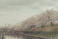 桜遊歩道公園