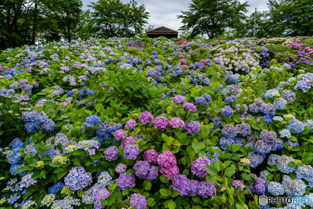 紫陽花