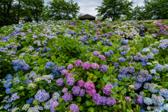 紫陽花