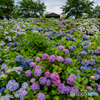 紫陽花