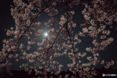 スーパームーンと桜