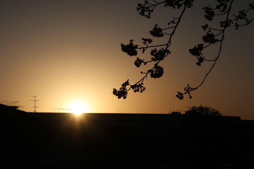 夕日と桜