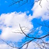 ただの空