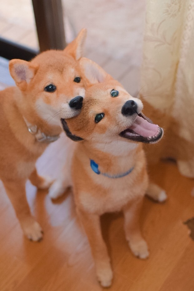 柴兄妹