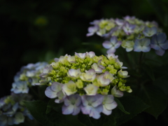 紫陽花その3