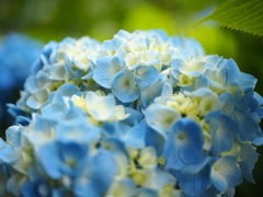 紫陽花その2
