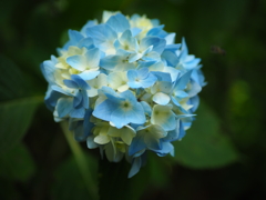 紫陽花①