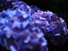 箱根の紫陽花