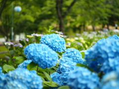 紫陽花その1