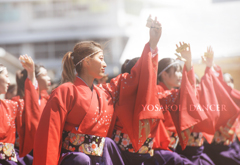 yosakoi dancer