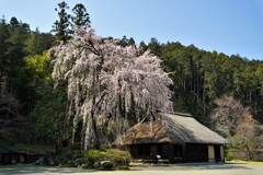 古民家と桜５
